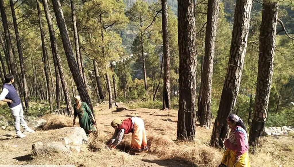वनाग्नि के लिए सिर्फ जलवायु परिवर्तन ही नहीं जिम्मेदार, अध्ययन ने बताई ब्रिटिश काल के वन प्रबंधन की खामियां