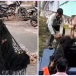 रुद्रप्रयाग-अगस्त्यमुनि में स्ट्रीट डॉग का आतंक, 24 लोगों को काटा, क्षेत्र में दहशत का माहौल